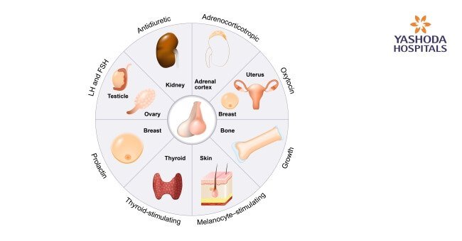 Pituitary hormones and their functions